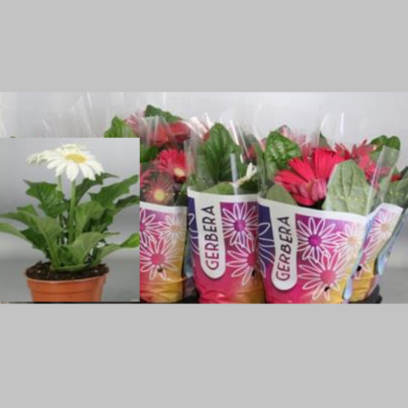 Gerbera Mixta, 30 cm